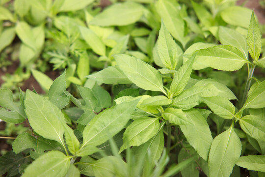 Wild Guizi ginger grows vigorously