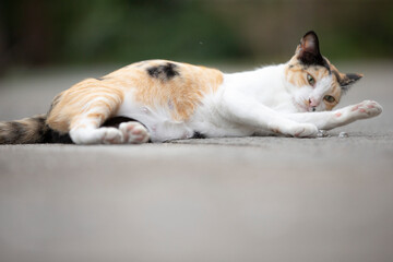 Cute cat sitting on the cement floor. Selective focus.