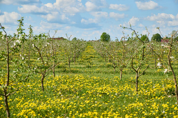 Fototapeta na wymiar Large beautiful green apple orchard in summer