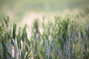 Full wheat ears during the season of small fullness