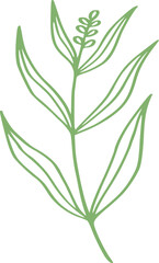 botanical line art