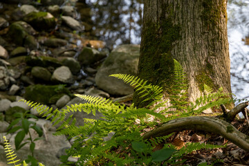 A fern grows on a forest floor at the base of a tree in Inverhuron Provincial Park, Port Elgin, Ontario. - obrazy, fototapety, plakaty