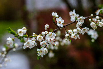 The fruit trees blossom and rain brings new life to nature.