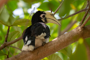 The oriental pied hornbill, Anthracoceros albirostris is an Indo Malayan pied hornbill, a large...