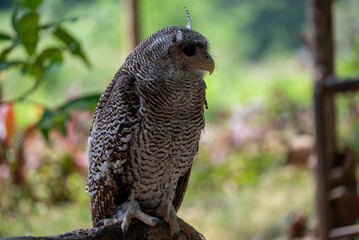 The buffy fish owl, Ketupa ketupu, also known as the Malay fish owl, is a fish owl in the family Strigidae.