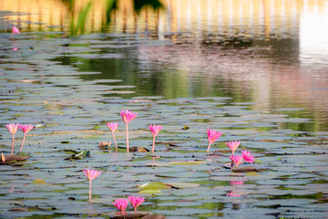 pool
lotus, swamp lotus, pond