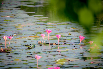 pool
lotus, swamp lotus, pond