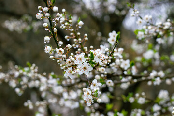 The fruit trees blossom and rain brings new life to nature.