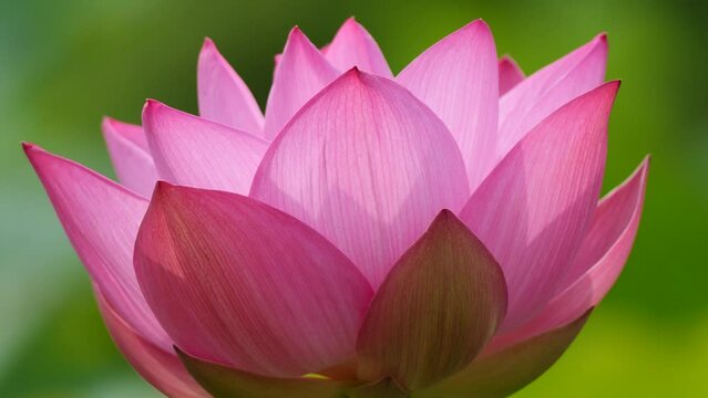 Beautiful lotus sway in wind, pink flower with natural green background, close up view, 4k slow motion footage, loop able effect.