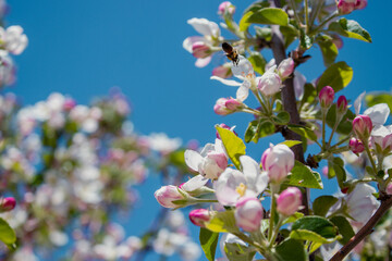  A blooming apple tree and a bee. sky in the background.Season concept