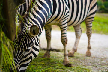 Fototapeta na wymiar Zebra easing some grass
