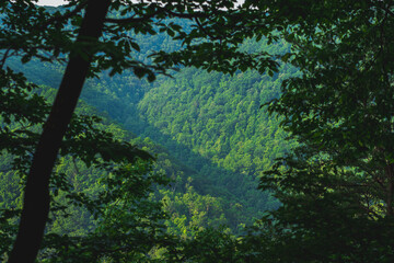 Fototapeta premium New River Gorge West Virginia!
