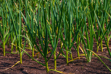  Vegetable beds with garlic, garlic plants growing in the garden, growing own vegetables