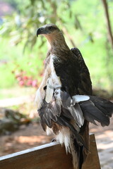 The white bellied sea eagle, Haliaeetus leucogaster, also known as the white breasted sea eagle, is a large diurnal bird of prey in the family Accipitridae