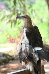 The white bellied sea eagle, Haliaeetus leucogaster, also known as the white breasted sea eagle, is a large diurnal bird of prey in the family Accipitridae