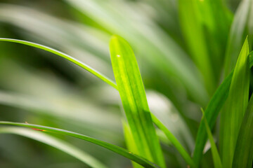 Close up of pandan leaf with selective focus and bokeh.