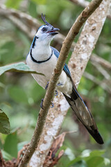 White-throated Magpie-Jay