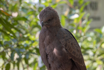 The changeable hawk eagle or crested hawk eagle, Nisaetus cirrhatus is a large bird of prey species of the family Accipitridae
