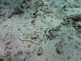 white ribbon eel