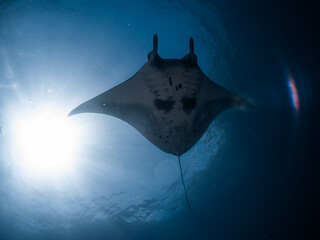 Manta and the falling light