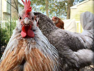 close up of a range chicken