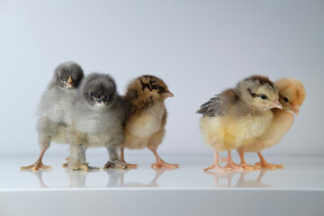 group of fluffy baby chicks