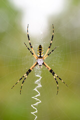garden spider on the web