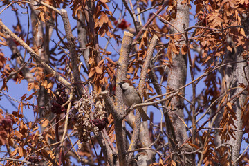 A House Sparrow in a Tree