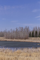 Pylypow Wetlands in the Spring