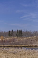Pylypow Wetlands in the Spring