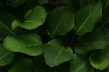Green tropical green leaves background