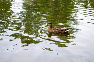 Ducks enjoying pond life during an overcast day