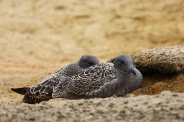 Two young seagulls laying on the sand rocks by the ocean in La Jolla, California.