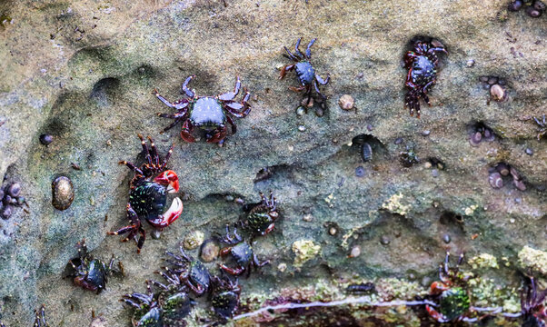 View inside of one of the tide pools in La Jolla California.