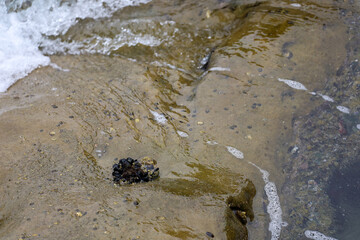 A cluster of California mussels, limpets, chitons and other crustaceans on the tide pools in La...
