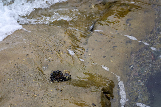 A cluster of California mussels, limpets, chitons and other crustaceans on the tide pools in La Jolla Cove.