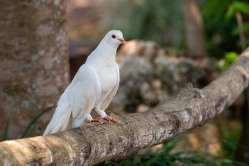 Pigeon perching on branch. The domestic pigeon, Columba livia domestica or Columba livia forma domestica