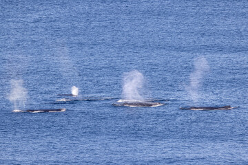 Humpback Whales blowing off water as it surfaces for air off Sydney Australia