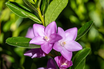 Fototapeta premium Australian Lance-leaf Crowea plant in flower