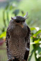 The buffy fish owl, Ketupa ketupu, also known as the Malay fish owl, is a fish owl in the family Strigidae.