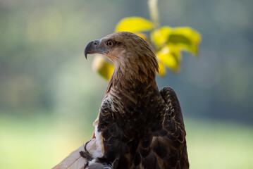 The white bellied sea eagle, Haliaeetus leucogaster, also known as the white breasted sea eagle, is a large diurnal bird of prey in the family Accipitridae
