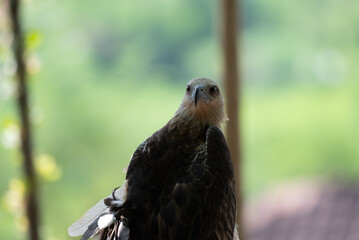 The white bellied sea eagle, Haliaeetus leucogaster, also known as the white breasted sea eagle, is a large diurnal bird of prey in the family Accipitridae