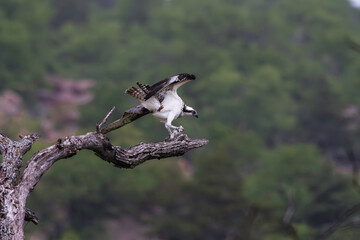 Osprey with its prey