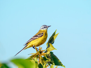 Male of a western yellow wagtail is sitting on a tree branch.