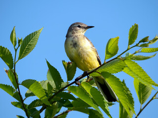 Female of a western yellow wagtail is sitting on a tree branch.