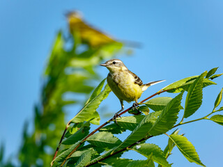 Female of a western yellow wagtail is sitting on a tree branch.