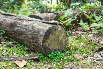 A huge log abandoned in a forest park