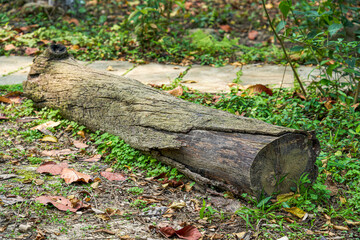 A huge log abandoned in a forest park