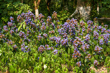 Lush blooming purple philodendron in the garden
