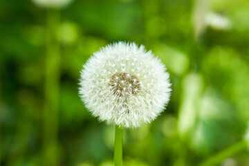 Close-up of lush dandelions growing in the garden